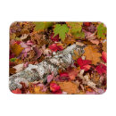 Recherche de feuille de bouleau vœux cartes Feuillage