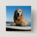 Recherche de de golden retriever Plage