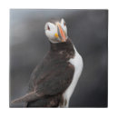 Recherche de oiseaux carreaux Mer