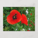 Recherche de abeilles sauvages cartes postales Photographie de la nature