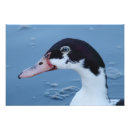 Recherche de oiseau noir et blanc posters Portrait