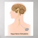 Recherche de nerveux posters Anatomie