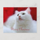 Recherche de chaton blanc vœux cartes Minou