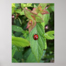 Recherche de coccinelle art Vert