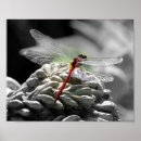 Recherche de dragon rouge art Nature