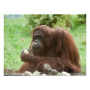 Recherche de orang outan art Singe
