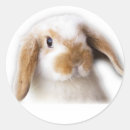 Recherche de la hollande autocollants Lapin