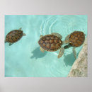 Zoek naar schildpad baby posters Oceaan