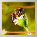 Recherche de macro de fleur posters Vert