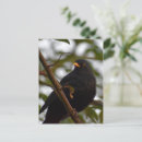 Recherche de bel cartes postales Faune