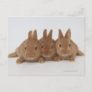 Recherche de bas cartes postales Humour