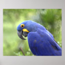 Zoek naar pantanal posters Ecosysteem