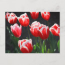 Recherche de tulipe rouge et blanche cartes postales Printemps
