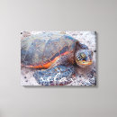 Recherche de tortue mer toiles Honu