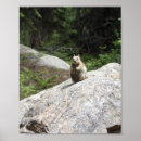 Recherche de écureuil gris posters Forêt