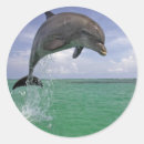 Recherche de dauphins autocollants Faune