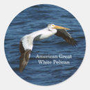 Recherche de pelican autocollants Animal