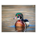 Recherche de canards sauvages posters Sauvagine
