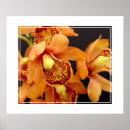 Recherche de orchidées posters Décoration