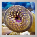 Recherche de anguille posters Vie marine