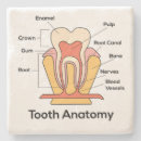 Recherche de anatomie dessous de verres Diagramme