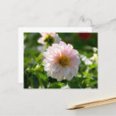 Zoek naar witte dahlia briefkaarten Fotografie