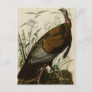 Recherche de dinde sauvage cartes postales John james audubon