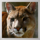 Recherche de de puma posters Cat