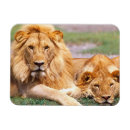 Zoek naar leeuwen magneten Paar