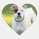 Recherche de boxeur autocollants Canine