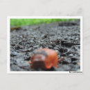 Recherche de tier posters Schnecke