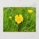 Zoek naar boterbloem briefkaarten Bloemen