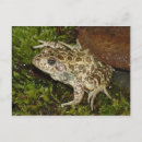 Recherche de crapaud cartes postales Grenouille