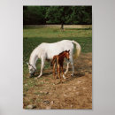 Recherche de poulain jument posters Chevaux