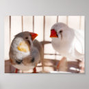 Zoek naar kanarie posters Huisdier