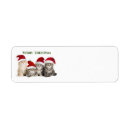 Recherche de vacances de chat Joyeux noël