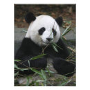 Recherche de chengdu art Ours