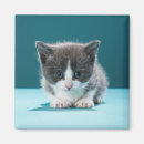 Zoek naar kitten magneten Schattige dieren