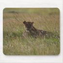 Recherche de le kenya photographie Faune