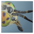 Recherche de cerfs communs carreaux Animaux