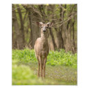Recherche de butin art Cerf