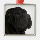Recherche de pei shar maison deco Noir