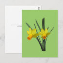 Zoek naar narcis briefkaarten Bloemen