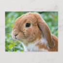Recherche de orange et blanc cartes postales Animal