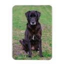 Recherche de petit chien magnets Animaux