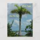 Recherche de tropiques cartes postales Tropical