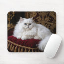 Recherche de chat persan tapis souris Chaton