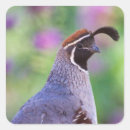 Recherche de caille autocollants Nature