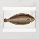 Zoek naar marine life briefkaarten Insecten