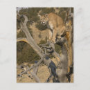 Recherche de prédateur cartes postales Chat sauvage